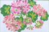 Small Geraniums