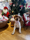 Pet Bandana Tuck'd In Holiday