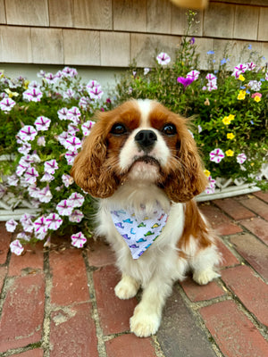 Martha's Vineyard Dreams™ Pet Bandana