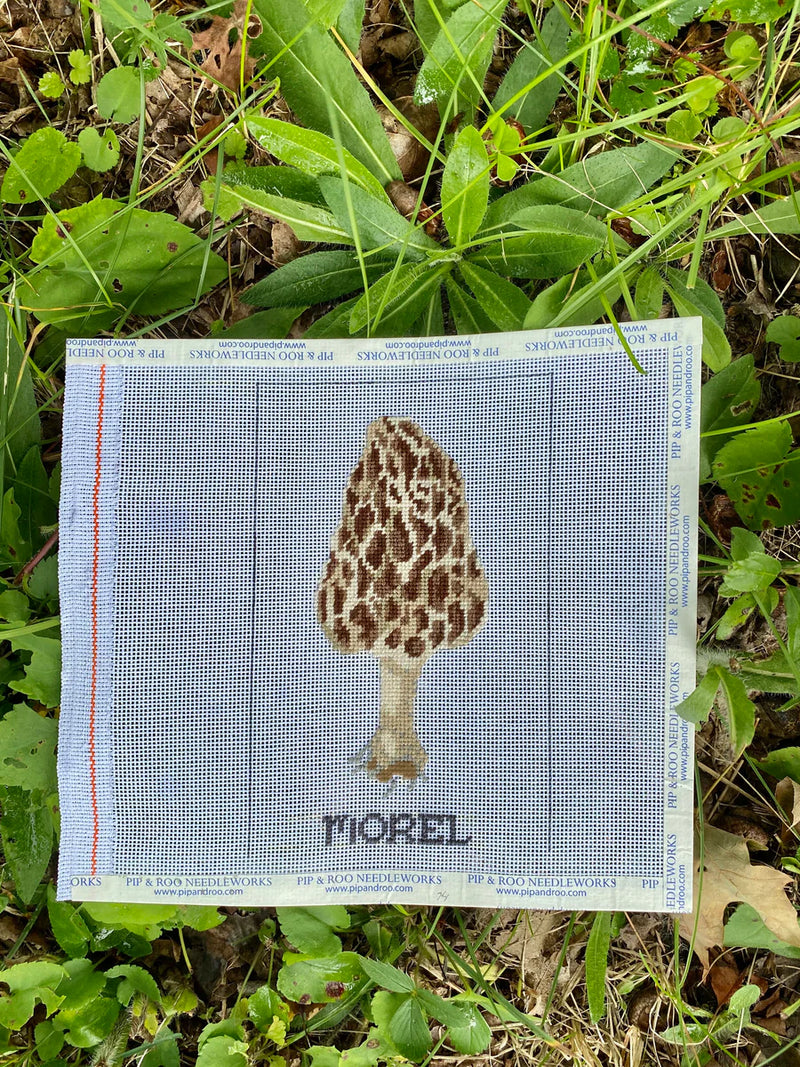 Morel Mushroom