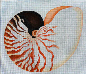 Nautilus Shell